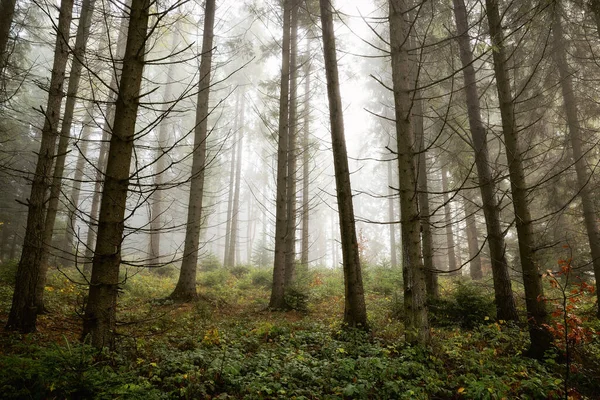 Таємничий Ялиновий Лісовий Пейзаж Туманній Осінній Погоді — стокове фото
