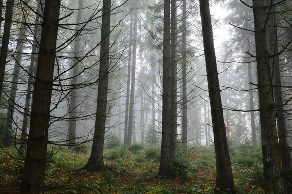 Μυστηριώδες Τοπίο Δάσος Ερυθρελάτης Ομιχλώδη Φθινοπωρινό Καιρό — Φωτογραφία Αρχείου