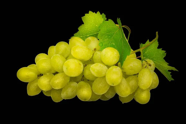 Dojrzała Grupa Żółtych Winogron Zielonych Liści Kroplami Wody Rosą Odizolowanymi — Zdjęcie stockowe