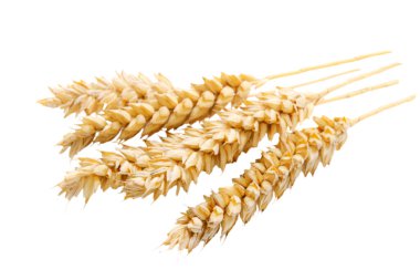 Çavdarın kulakları beyaz arkaplanda izole edilmiş.