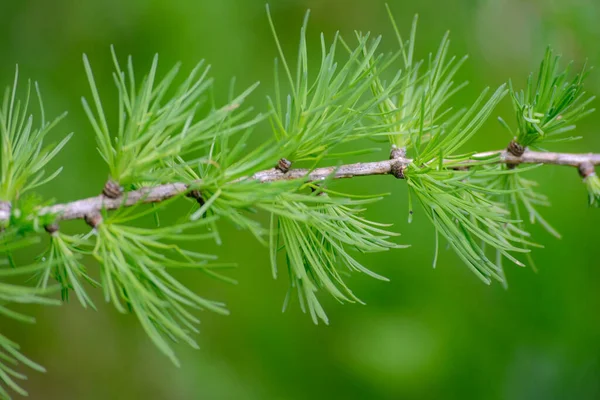 近くのカラマツの木の枝に新鮮な緑の若い針 — ストック写真