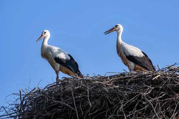 Närbild Ett Par Storkar Sitt Mot Blå Himmel — Stockfoto