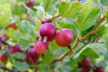 Kırmızı Bektaşi üzümleri yakın plan dalında.