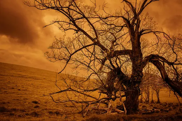 Alacakaranlığın Ateşli Renklerinde Fantastik Koyu Çıplak Ağaç Dramatik Bir Gökyüzü Telifsiz Stok Imajlar