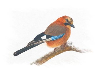 Yumuşak tüylü kahverengi alakarga karla kaplı bir dala oturur. Resim dijital resim efektiyle değiştirildi.