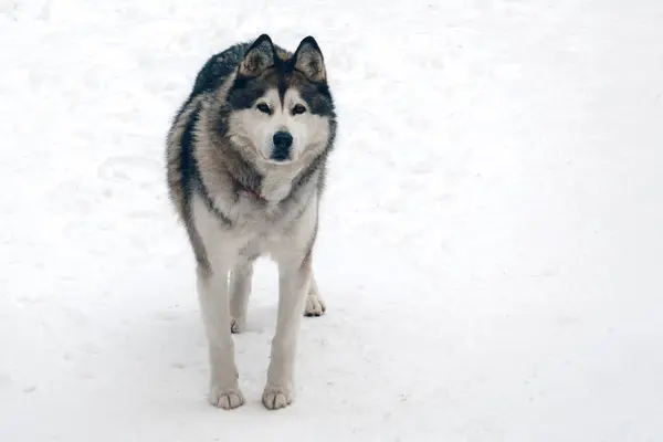 Fluffy siberian husky dog standing in the snow and looking at the camera