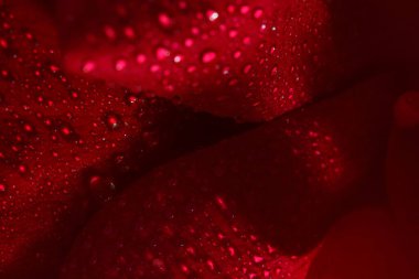 Soyut şehvetli çiçek arkaplanı. Çiy damlalı kırmızı gül yaprakları. Tasarım tarzıyla İyileştirmede Güzel Sanatlar İç Dekorasyonu.