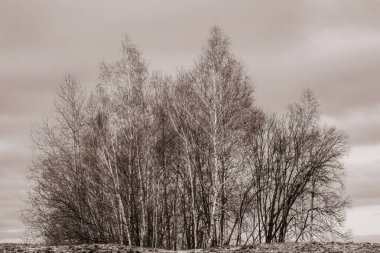 Güzel Sanatlar Doğa Dekorasyonu - Günbatımında tepede çıplak ağaçların siluetleri ve modern sepia renk ayrımı.