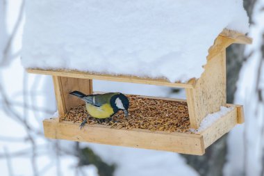 A tit bird having breakfast at the snow-covered feeder in winter