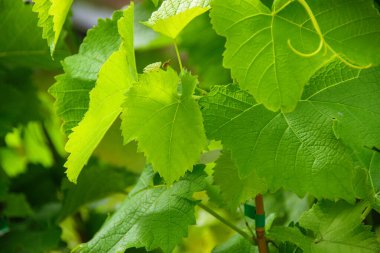 Yakın planda genç sarmaşıkların canlı yeşil rengi