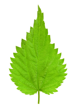 Şeffaf bir arkaplanda, genç bir ısırgan otunun tek yeşil yaprağı. Yüksek detaylar stüdyo resmi.