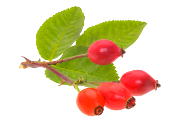 Yeşil yapraklı gül kalça dalları yakın planda gölgeleri olmayan şeffaf bir arkaplanda izole edilmiş.