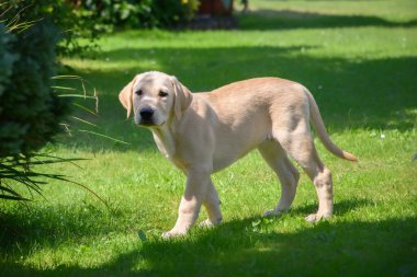 Tatlı Labrador Retriever, güneşli bir günde bahçede poz veriyor.