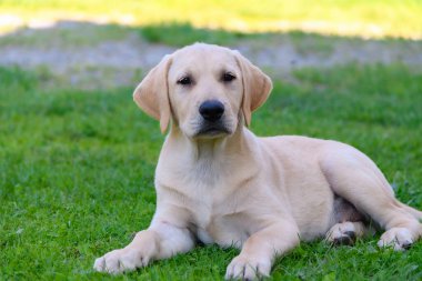 Tatlı Labrador Retriever, güneşli bir günde bahçede poz veriyor.