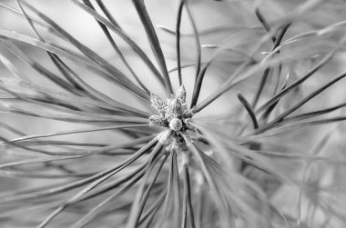 Doğal duvar sanatı iç dekorasyonu. Yeni bir çekimin yakın çekimi ve bir çam dalına siyah beyaz renkte iğneler.