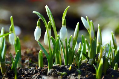 Güneşli bir günde bahçedeki ilk bahar çiçekleri gibi küçük kardamlalarına yakın çekim