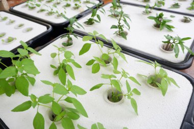 Hydroponic vegetable growing with foam sheets