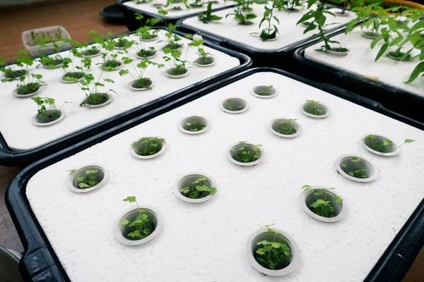 Hydroponic vegetable growing with foam sheets