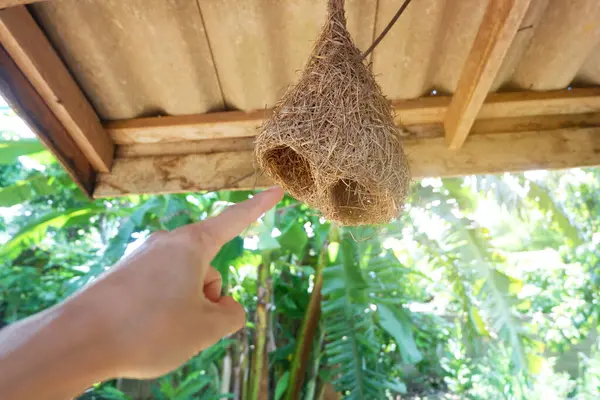 stock image A man's hand is pointing at a bird's nest hanging under the eaves of a house.