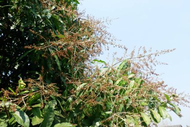 Mango çiçekleri sağanak yağmurdan sonra kararır