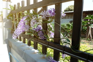 Evin demir çitindeki mor çivit çiçekleri çok güzel görünüyor..