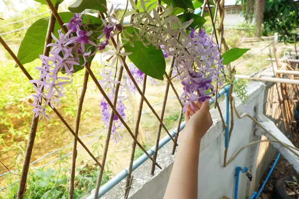 Bir çocuğun eli mor bir Petrea çiçeğine dokunuyor..