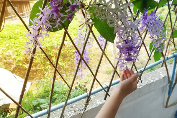 Bir çocuğun eli mor bir Petrea çiçeğine dokunuyor..