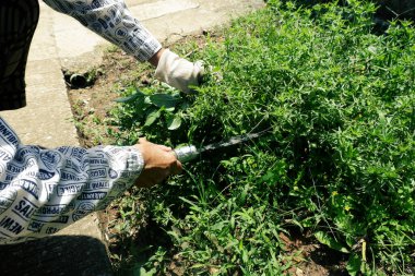 Eldivenli yaşlı bir kadın, çimenleri biçmek ve çimleri biçmek için elinde bıçak tutuyor..