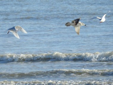 Seagulls in flight over the waves of the sea