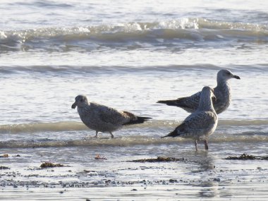 Seagulls on a wet seashore with stones and seaweed