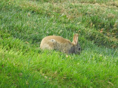 Young rabbit on the green grass