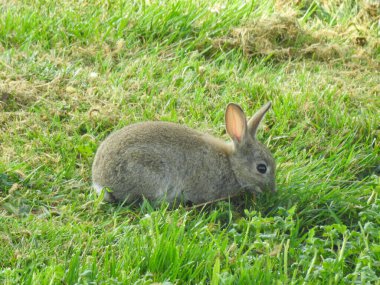 Young rabbit on the green grass