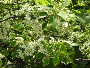 Beyaz çiçekler ile ağaç dalları