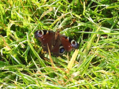 Colorful butterfly in the grass