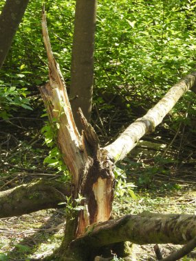 Naturally broken big tree in the forest