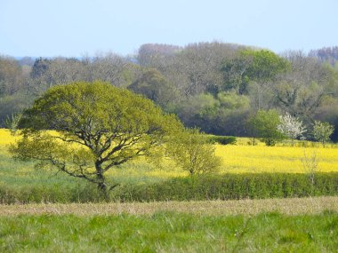 View of a large tree, fields and rural landscape
