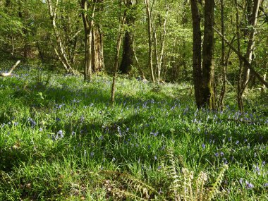 Blue flowers in the forest among the trees