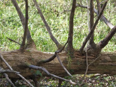 A fallen tree in the forest with many branches without leaves