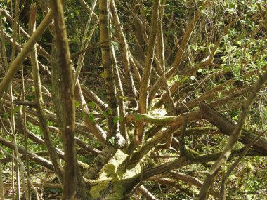 A fallen tree in the forest with many branches without leaves
