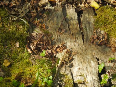 Old bark with moss and leaves in the forest on the ground