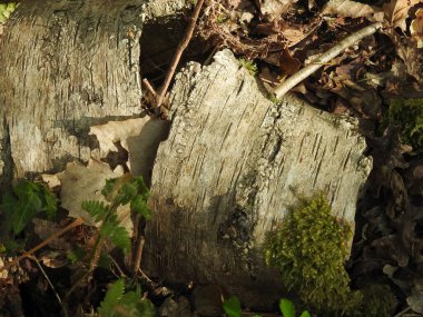 Old bark with moss and leaves in the forest on the ground