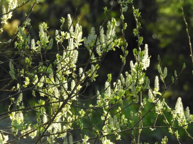 Young shoots and buds on tree branches in sunlight