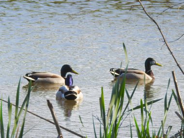 Suda birkaç vahşi ördek ve su bitkisi var.