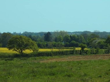 Tarlaları ve ağaçları olan İngiliz kırsal arazisi