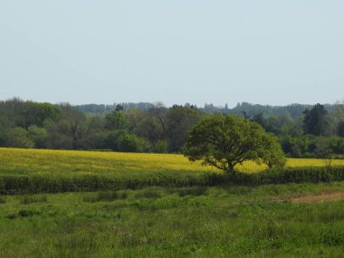 Tarlaları ve ağaçları olan İngiliz kırsal arazisi