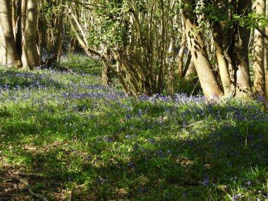 Mavi çiçekli orman