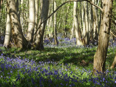 Mavi çiçekli orman