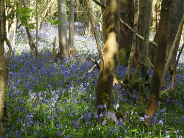 Mavi çiçekli orman