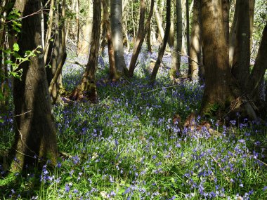 Mavi çiçekli orman