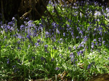 Mavi çiçekli orman
